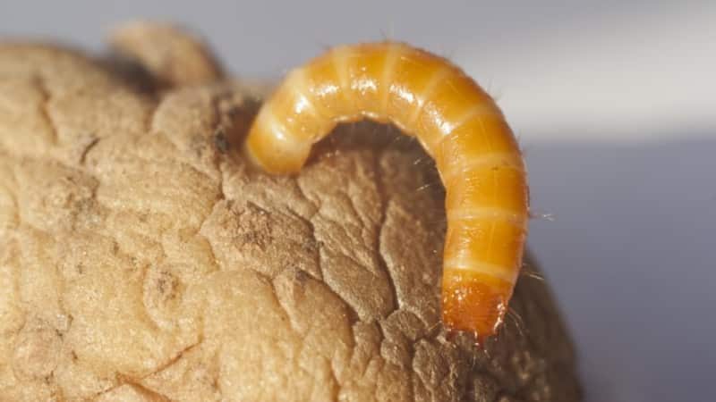 Variedad de patata de mitad de temporada Ramos, sin pretensiones ante las condiciones climáticas.