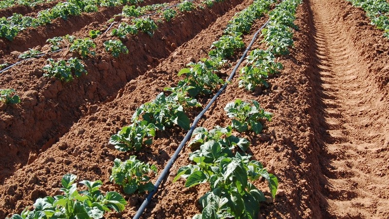 Variedade de batata média Ramos, despretensiosa às condições climáticas