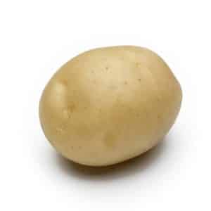 An unpretentious potato variety that stores well: Sifra