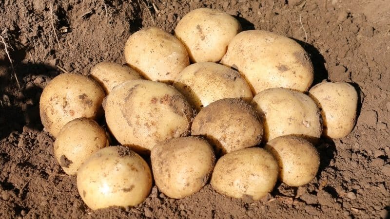 Una varietà di patate senza pretese e che si conserva bene: Sifra