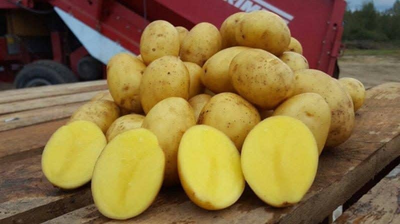 High-yielding, mid-season potato variety with a powerful root system Yanka