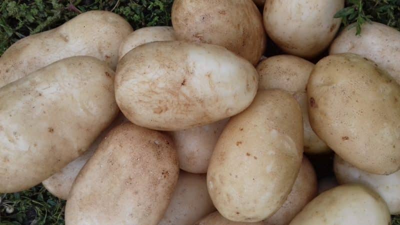 High-yielding, mid-season potato variety na may malakas na root system na Yanka