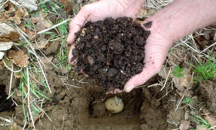 Patates için gübre olarak gübre: sonbaharda veya ilkbaharda ne zaman uygulamak daha iyidir?