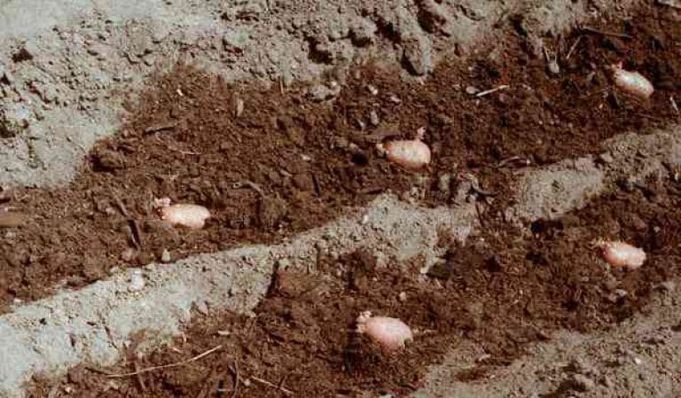 Manure as a fertilizer for potatoes: when is it better to apply, in autumn or spring