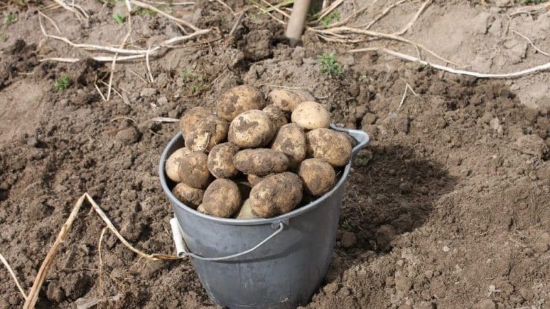 Fems com a adob per a patates: quan és millor aplicar, a la tardor o a la primavera