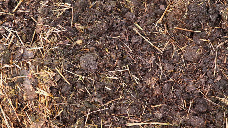 Fems com a adob per a patates: quan és millor aplicar, a la tardor o a la primavera