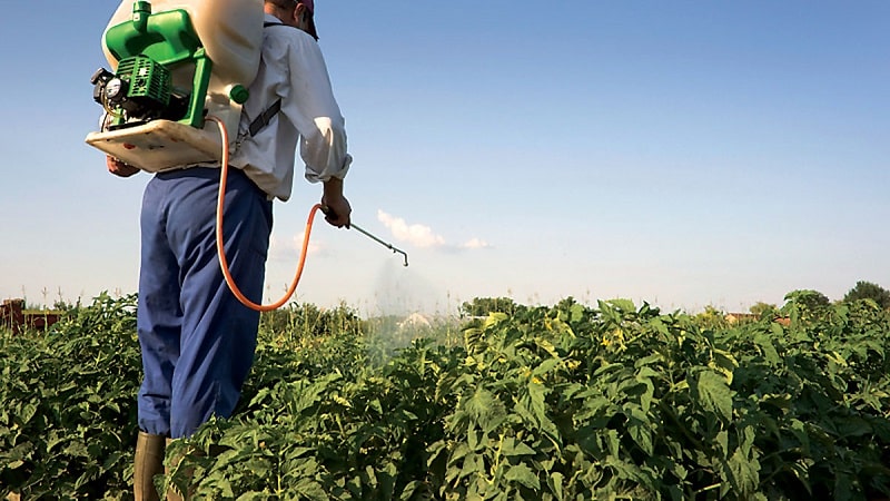 The best recipes for foliar feeding of potatoes and rules for their application