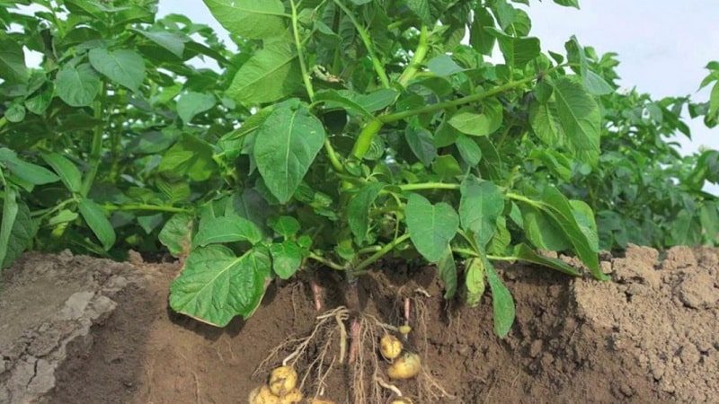 De beste recepten voor bladvoeding van aardappelen en regels voor de toepassing ervan