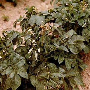 Ang pinakamahusay na mga recipe para sa foliar feeding ng patatas at mga patakaran para sa kanilang aplikasyon