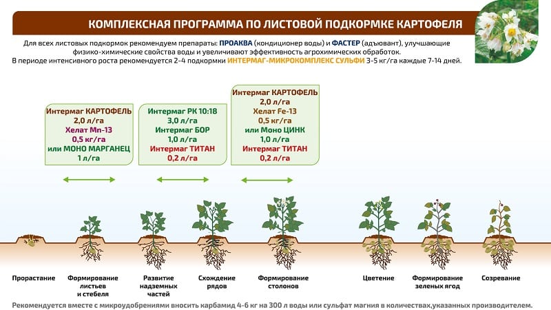 The best recipes for foliar feeding of potatoes and rules for their application