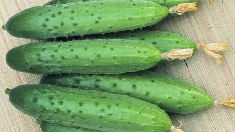 Ang pinakamahusay na self-pollinating varieties ng mga pipino para sa mga greenhouse sa Urals