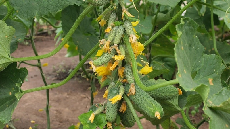 Las mejores variedades de pepinos autopolinizantes para invernaderos en los Urales.