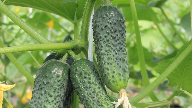 The best self-pollinating varieties of cucumbers for greenhouses in the Urals