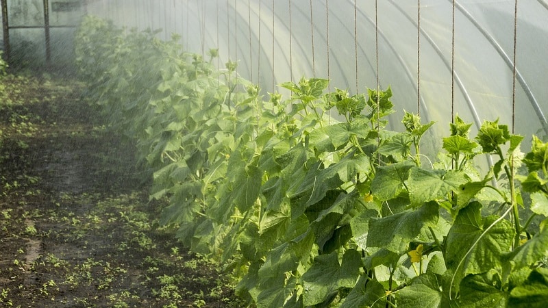 The best self-pollinating varieties of cucumbers for greenhouses in the Urals