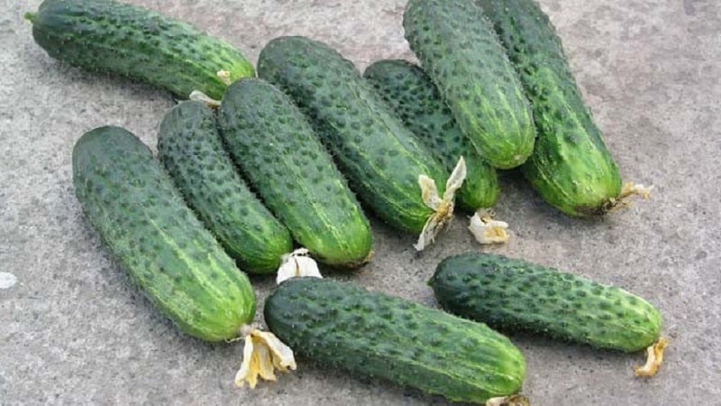 Ang pinakamahusay na self-pollinating varieties ng mga pipino para sa mga greenhouse sa Urals