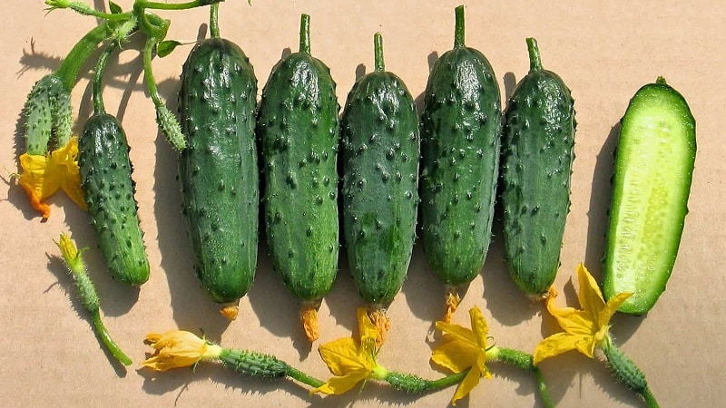 Ang pinakamahusay na self-pollinating varieties ng mga pipino para sa mga greenhouse sa Urals