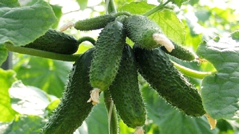 Ang pinakamahusay na self-pollinating varieties ng mga pipino para sa mga greenhouse sa Urals