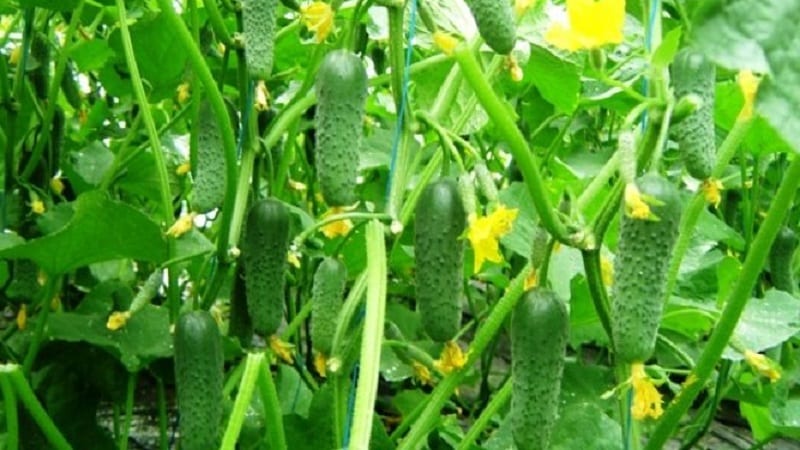 The best self-pollinating varieties of cucumbers for greenhouses in the Urals