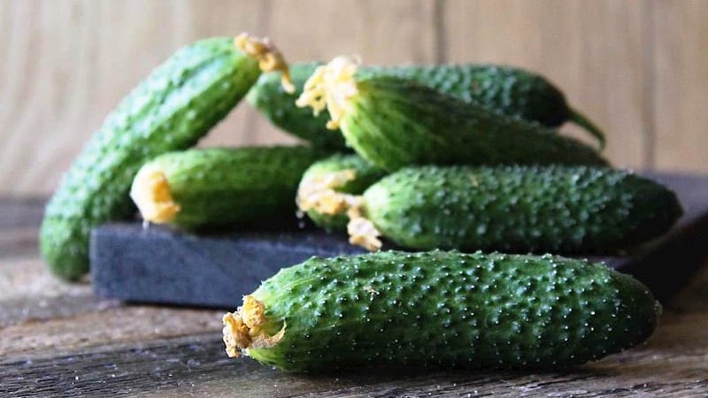 The best self-pollinating varieties of cucumbers for pickling and canning