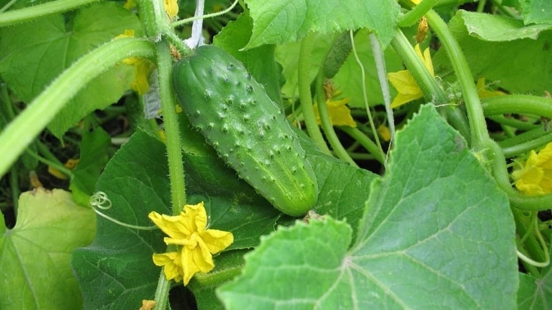 The best self-pollinating varieties of cucumbers for pickling and canning