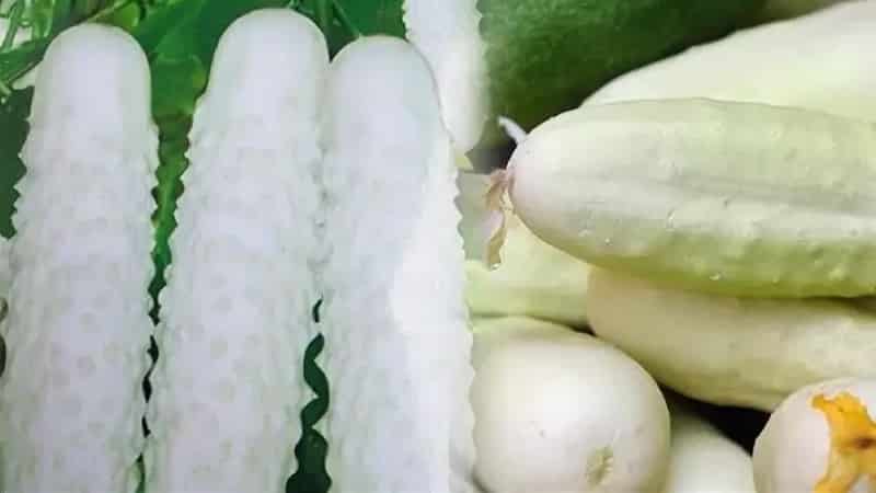 Ang pinakamahusay na self-pollinating varieties ng mga pipino para sa pag-aatsara at canning