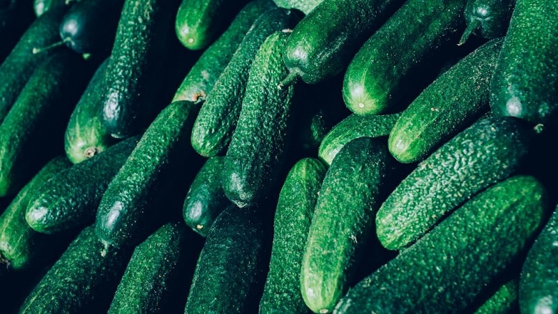 The best self-pollinating varieties of cucumbers for pickling and canning