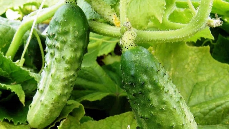 The best self-pollinating varieties of cucumbers for pickling and canning