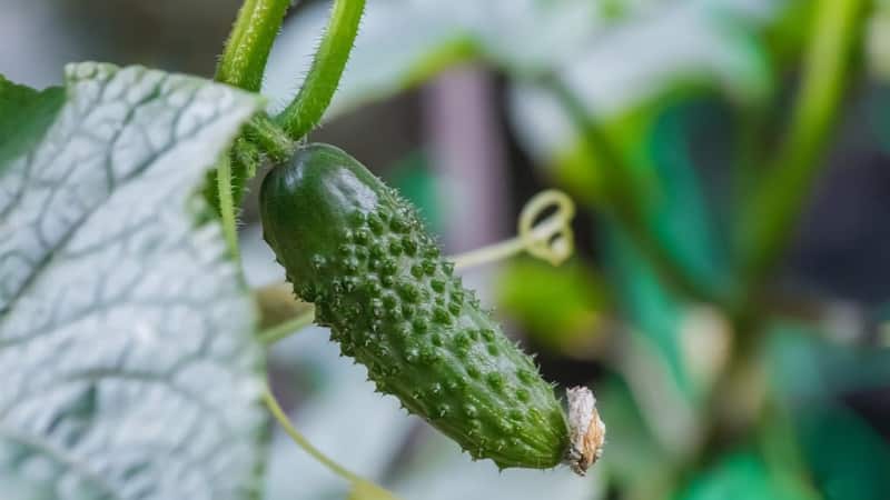 The best self-pollinating varieties of cucumbers for pickling and canning