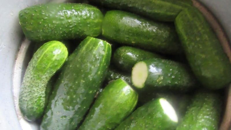 Ang pinakamahusay na self-pollinating varieties ng mga pipino para sa pag-aatsara at canning