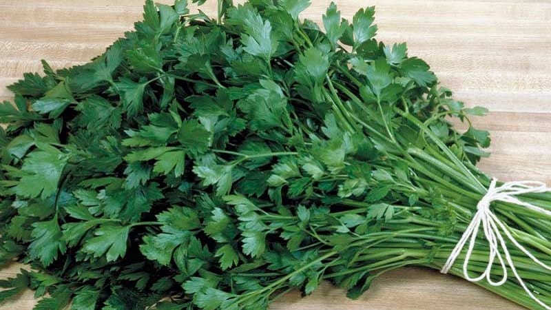 The best ways to prepare parsley for the winter in dry, frozen and canned form