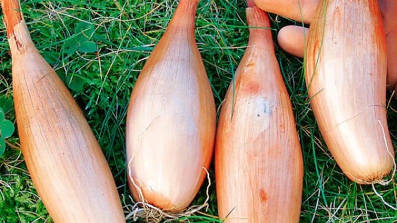 Variedad de cebolla de alto rendimiento, resistente a enfermedades y plagas Bamberger.