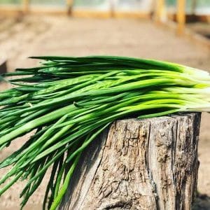 Cipolla perenne con un odore gradevole Jusai