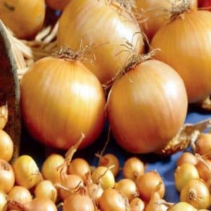 High-yielding onion hybrid para sa pangmatagalang imbakan Corrado