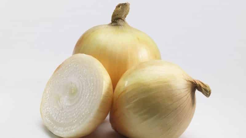 High-yielding onion hybrid para sa pangmatagalang imbakan Corrado