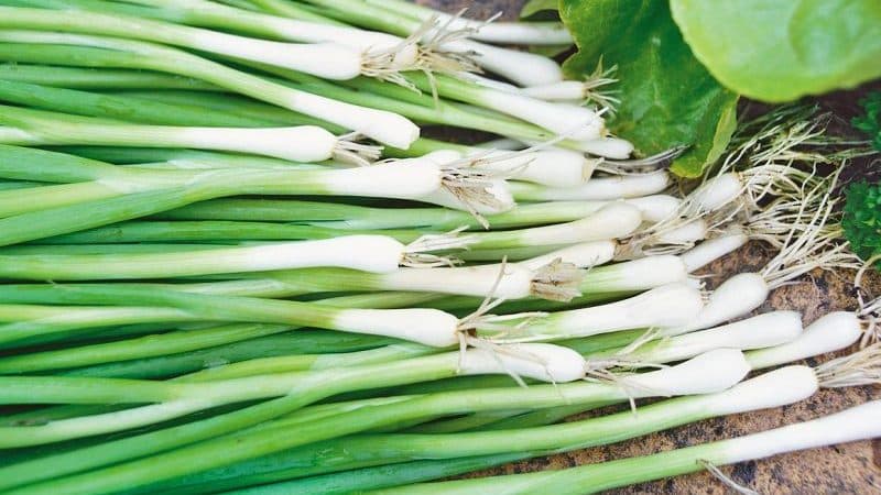 Ertragreiche Zwiebelsorte mit erstaunlicher Geschmacksparade