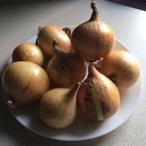 High-yielding winter onion variety Radar