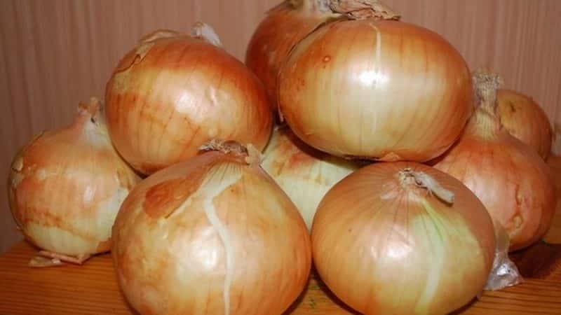 High-yielding winter onion variety Radar