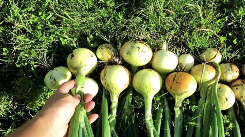 High-yielding winter onion variety Radar