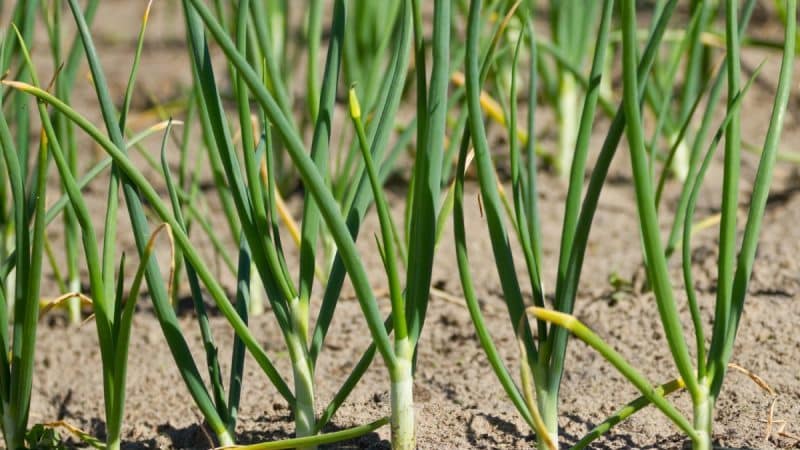 Was tun, wenn die Zwiebeln im Garten gelb werden und warum das passiert?