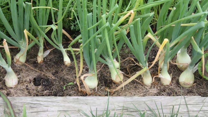 Que faire si les oignons jaunissent dans le jardin et pourquoi cela se produit