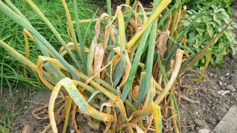 Apa yang perlu dilakukan jika bawang menjadi kuning di taman, dan mengapa ini berlaku