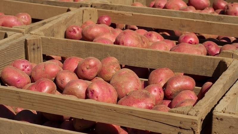 Methods for storing potatoes at home