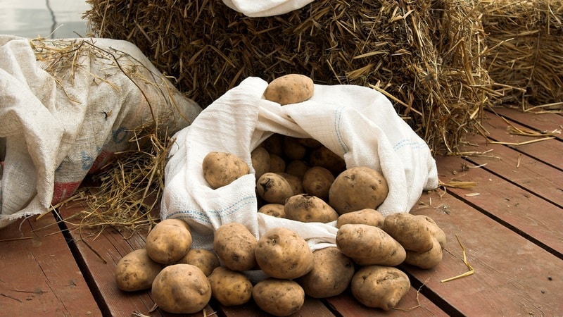 Métodos para armazenar batatas em casa