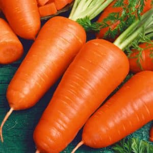 Early ripening carrot hybrids: Shantane, Cordoba, Red Cored