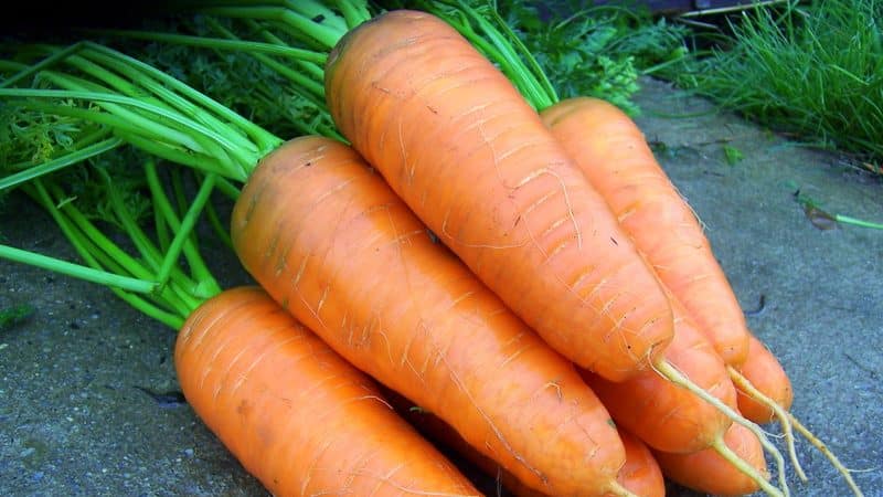 Early ripening carrot hybrids: Shantane, Cordoba, Red Cored