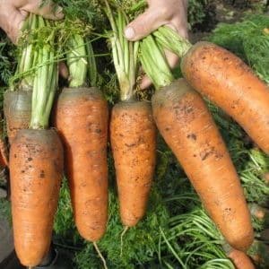 Agri nogatavojušies burkānu hibrīdi: Shantane, Cordoba, Red Cored