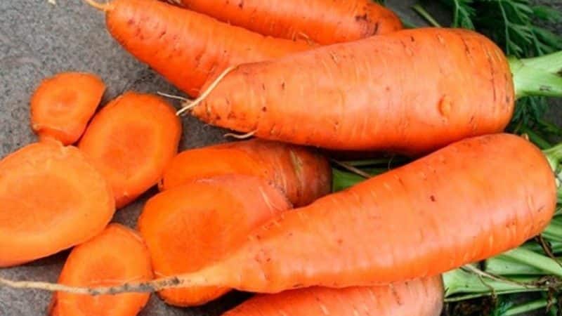 Early ripening carrot hybrids: Shantane, Cordoba, Red Cored