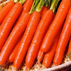 Unpretentious carrot variety Vitamin 6