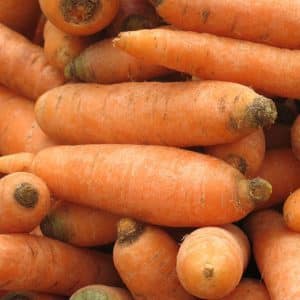 Unpretentious carrot variety Vitamin 6