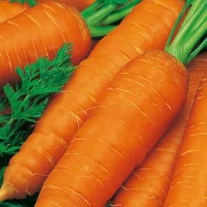 The best varieties of carrots - photos and detailed descriptions, reviews